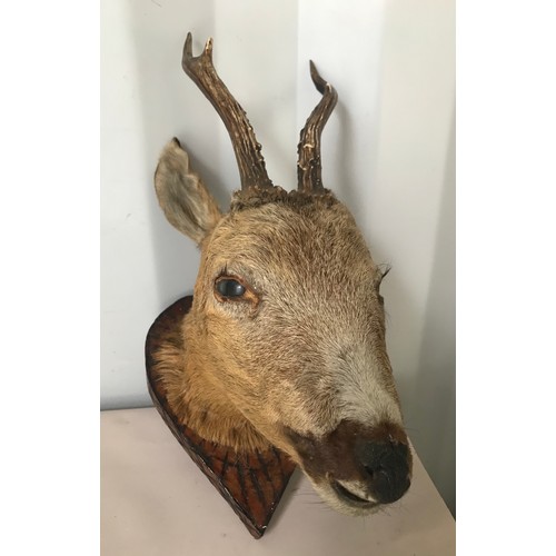 294 - Vintage Taxidermy Deer Head