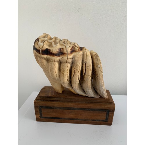 145 - Similar To Previous Lot 
Antique Mounted Mammoth Tooth
20 x 7 x 21 cms h