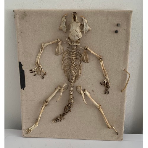 127 - Vintage Taxidermy Squirrel Skeleton
30 x 26 cms