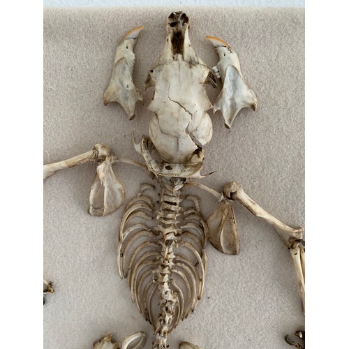 127 - Vintage Taxidermy Squirrel Skeleton
30 x 26 cms