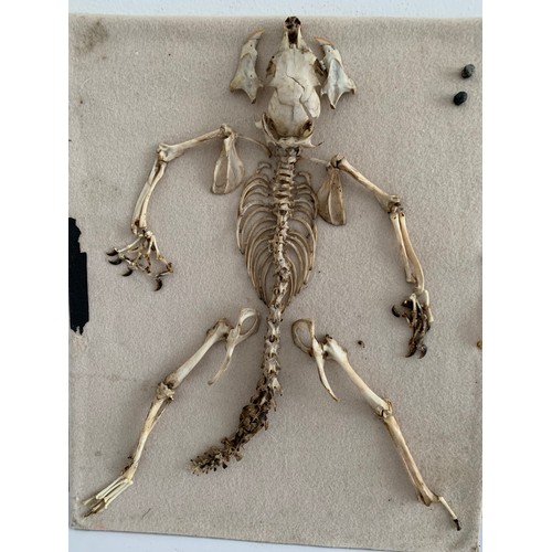 127 - Vintage Taxidermy Squirrel Skeleton
30 x 26 cms