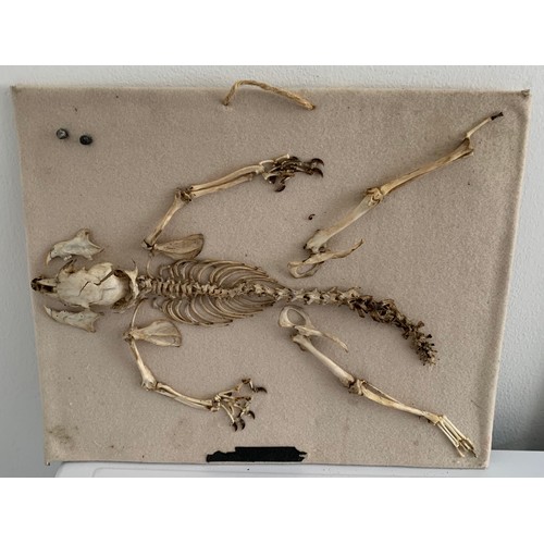 127 - Vintage Taxidermy Squirrel Skeleton
30 x 26 cms