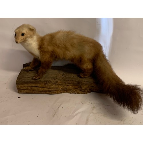 120a - Taxidermy Mounted Polecat / Pine Martin