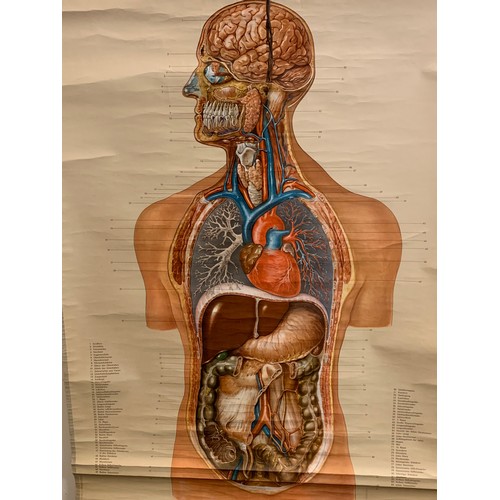 149 - Antique German Anatomical Educational Chart Of The Inner Organs. 114 x 83 cms