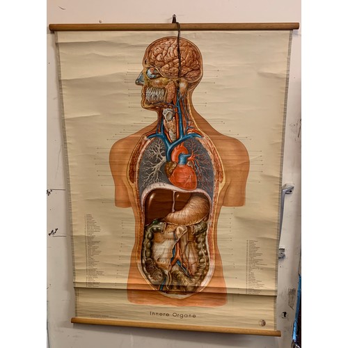 149 - Antique German Anatomical Educational Chart Of The Inner Organs. 114 x 83 cms