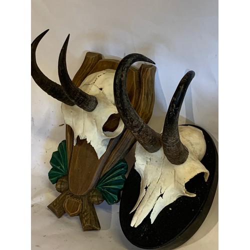 202 - Two Taxidermy Mounted Chamois Skulls (2)