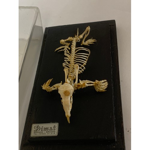 201 - Taxidermy Cased Mole Skeleton. 20 x 11 x 8 cms