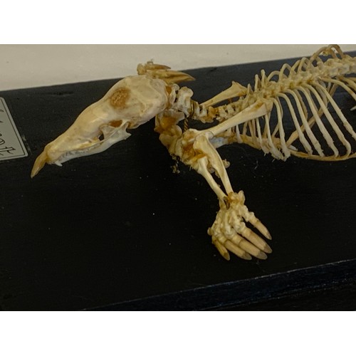 201 - Taxidermy Cased Mole Skeleton. 20 x 11 x 8 cms