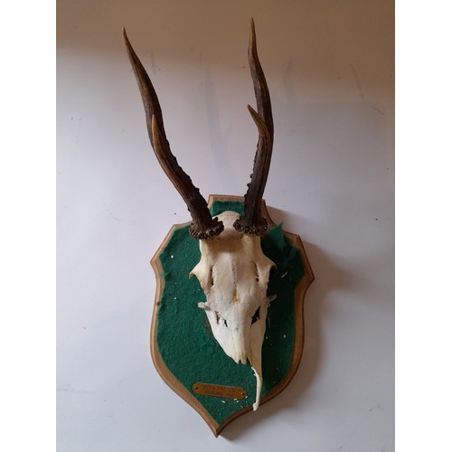 25 - Skull with antlers measuring 17cm