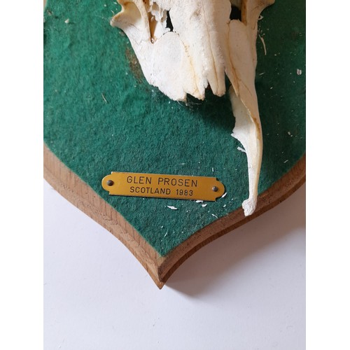 25 - Skull with antlers measuring 17cm