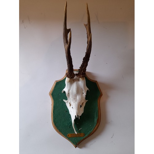 26 - Skull with antlers measuring 18cm