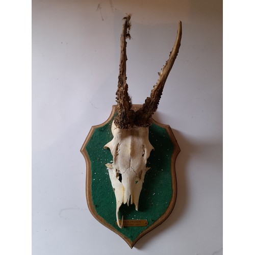 27 - Skull with antlers measuring 14cm