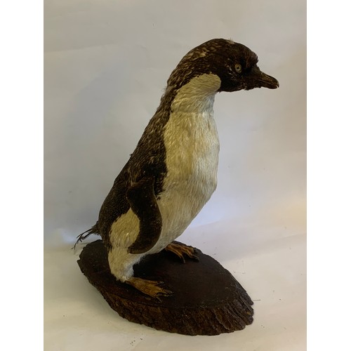 206 - Antique Taxidermy Penguin