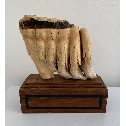 203 - Antique Mounted Mammoth Tooth
18 x 7 x 20 cms h