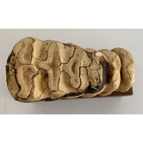 203 - Antique Mounted Mammoth Tooth
18 x 7 x 20 cms h