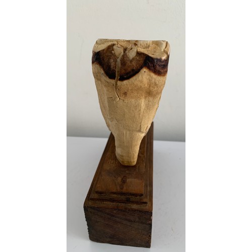 203 - Antique Mounted Mammoth Tooth
18 x 7 x 20 cms h