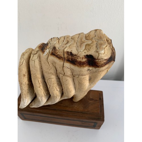 203 - Antique Mounted Mammoth Tooth
18 x 7 x 20 cms h