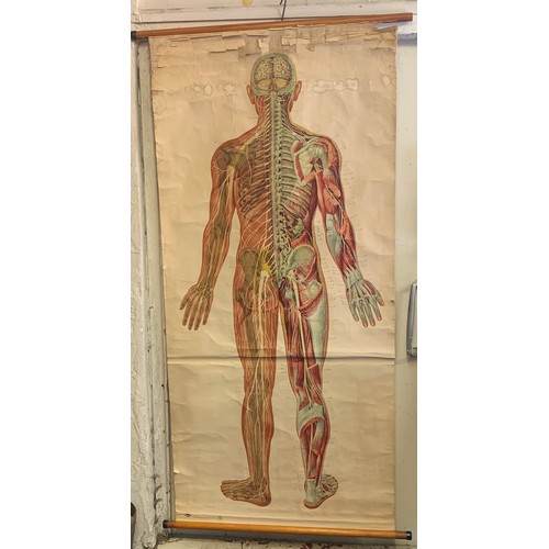 150 - Full Size German Antique Anatomical Human Chart. 187 x 95 cms