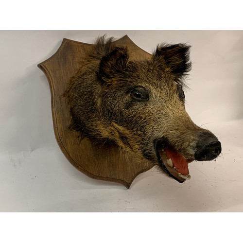 207 - Taxidermy Wild Boar Head Mount.