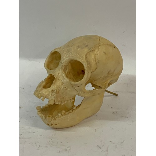 208 - Antique Taxidermy Wooly Monkey Skull With Resin Teeth