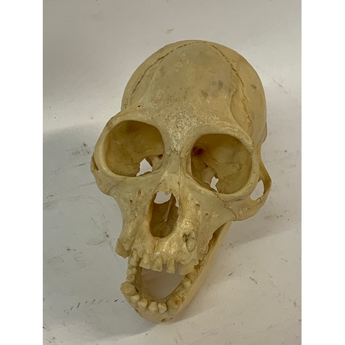 208 - Antique Taxidermy Wooly Monkey Skull With Resin Teeth