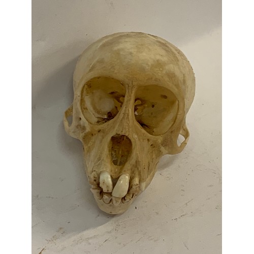 209 - Antique Taxidermy Monkey Skull