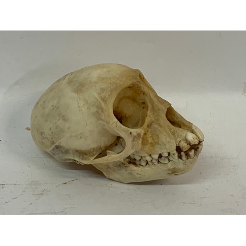 209 - Antique Taxidermy Monkey Skull