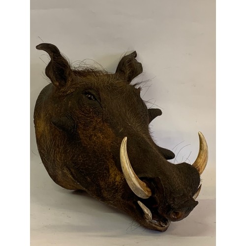 205 - Good Example Of A Taxidermy Warthog Head Mount