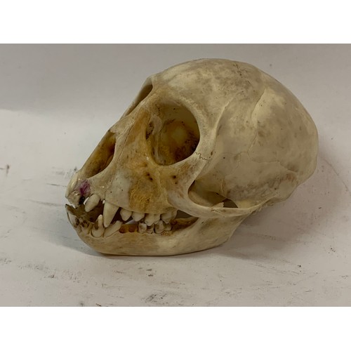 201a - Antique Taxidermy Monkey Skull