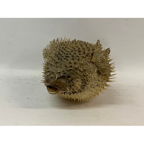 205a - Extra Large Antique Taxidermy Puffer Fish. 46 x 28 cms