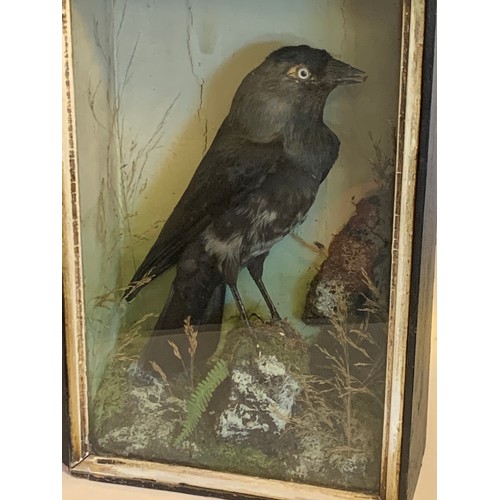 389 - Taxidermy Cased Western Jackdaw