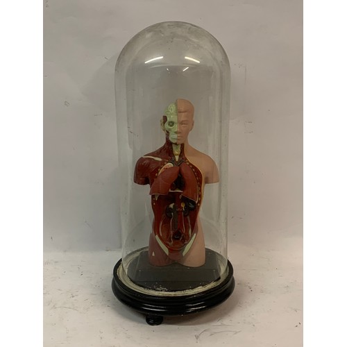 533 - Antique Glass Dome With Internal Anatomical Human Figure. 43 cms High.