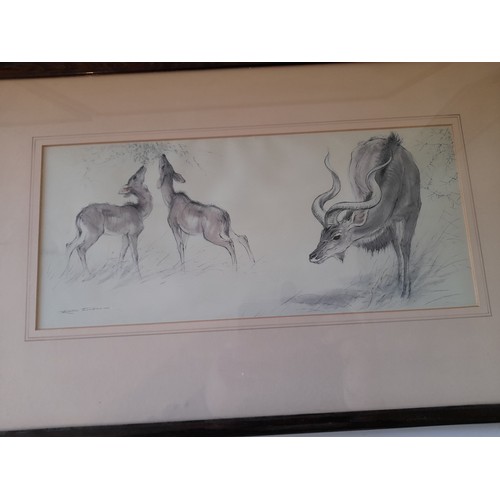 317 - 4 x decorative Mounted prints framed and glazed of wild life 53cm x 31cm