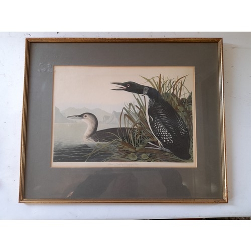 318 - Framed and glazed print of the Great Diver or Loon. 49cm x 40cm