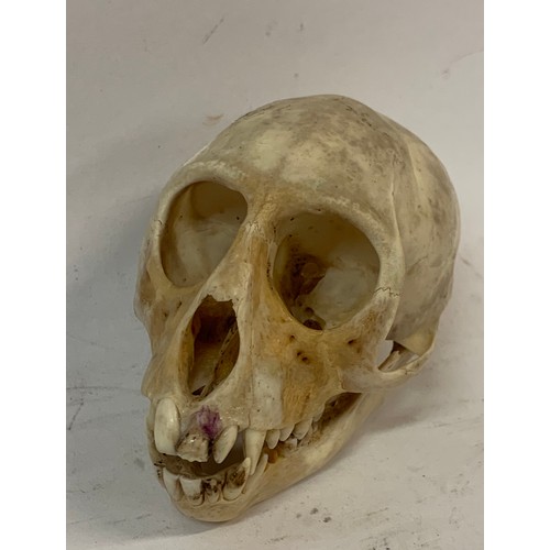 354 - Antique Taxidermy Monkey Skull