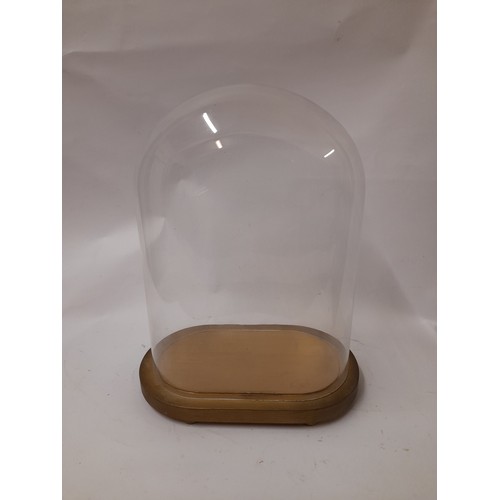 431 - Glass dome with wooden base. Dome size 35cm x 26cm