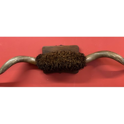 151 - Huge Pair Of Taxidermy Cow Horns. 198 cms  /  6 Foot 6 Inches Wide