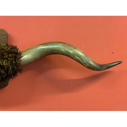 151 - Huge Pair Of Taxidermy Cow Horns. 198 cms  /  6 Foot 6 Inches Wide