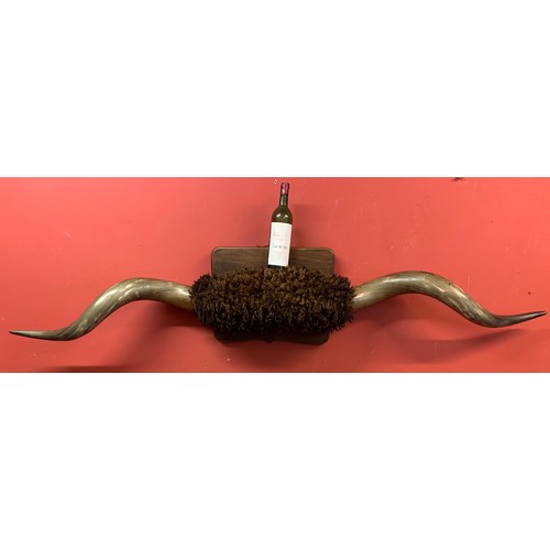 151 - Huge Pair Of Taxidermy Cow Horns. 198 cms  /  6 Foot 6 Inches Wide