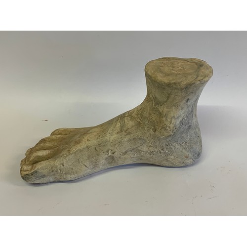 152 - Plaster Model Of David's Foot. 33 x 19 cms