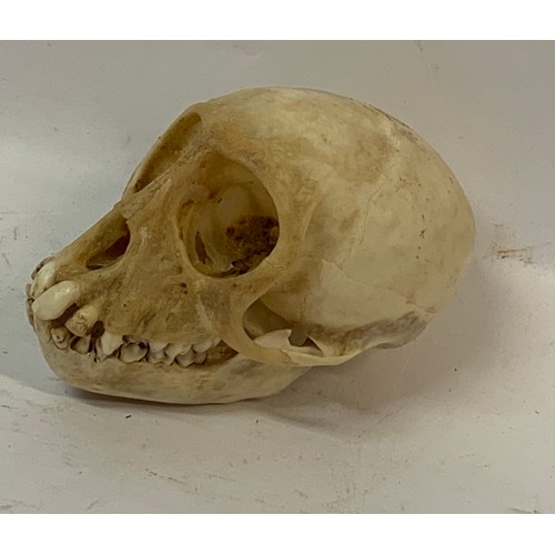 173 - Antique Taxidermy Monkey Skull