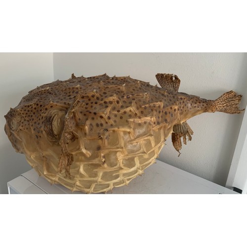 143 - Very Large Vintage Puffa Fish
49 cms wide x 25 cms h