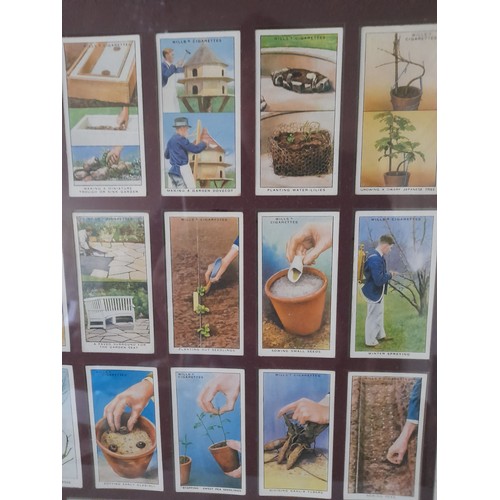 56 - Framed collection of cigarette cards 'Garden Hints' probably reproductions. 45cm x 51cm