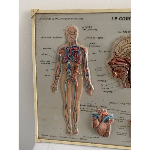 244 - Similar To Previous Lot 
Vintage Medical Chart “Le Corps Humain” By Rico Florence
30 x 23 cms