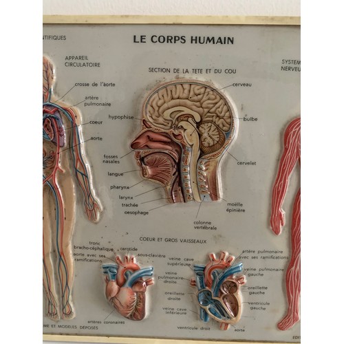 244 - Similar To Previous Lot 
Vintage Medical Chart “Le Corps Humain” By Rico Florence
30 x 23 cms