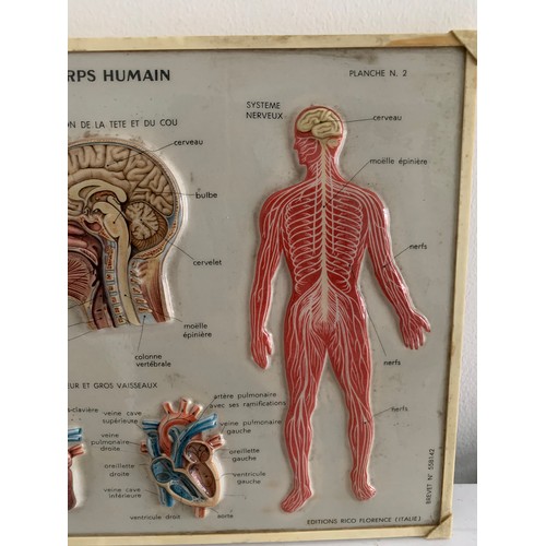 244 - Similar To Previous Lot 
Vintage Medical Chart “Le Corps Humain” By Rico Florence
30 x 23 cms