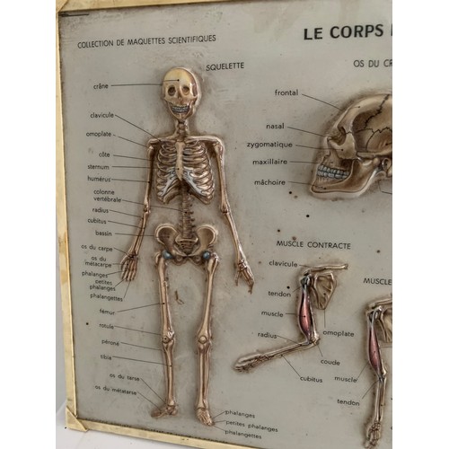 243 - Vintage Medical Chart “Le Corps Humain” By Rico Florence
30 x 23 cms