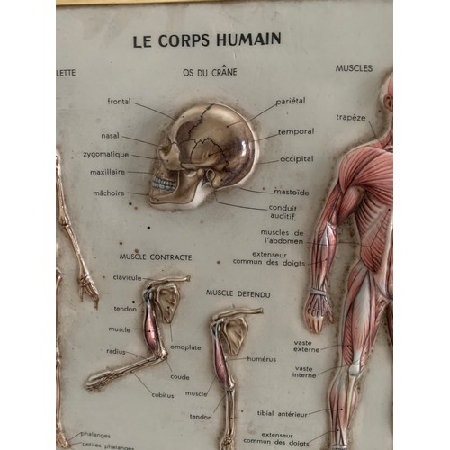 243 - Vintage Medical Chart “Le Corps Humain” By Rico Florence
30 x 23 cms