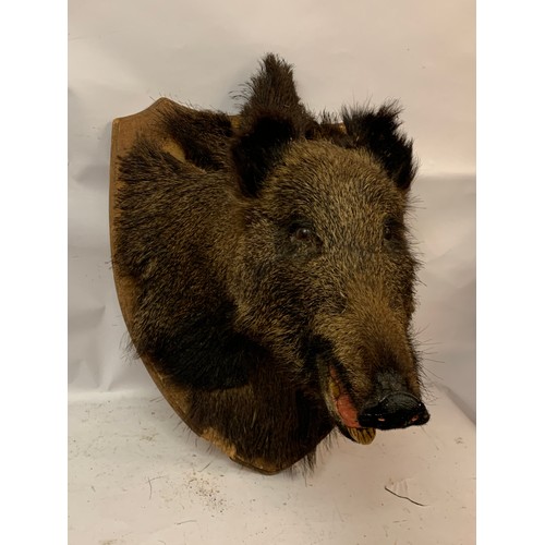 206 - Large Taxidermy Wild Boar On Shield Back