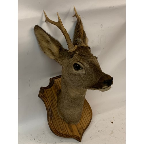 505 - Nice Example Of A Taxidermy Mounted Deer Head